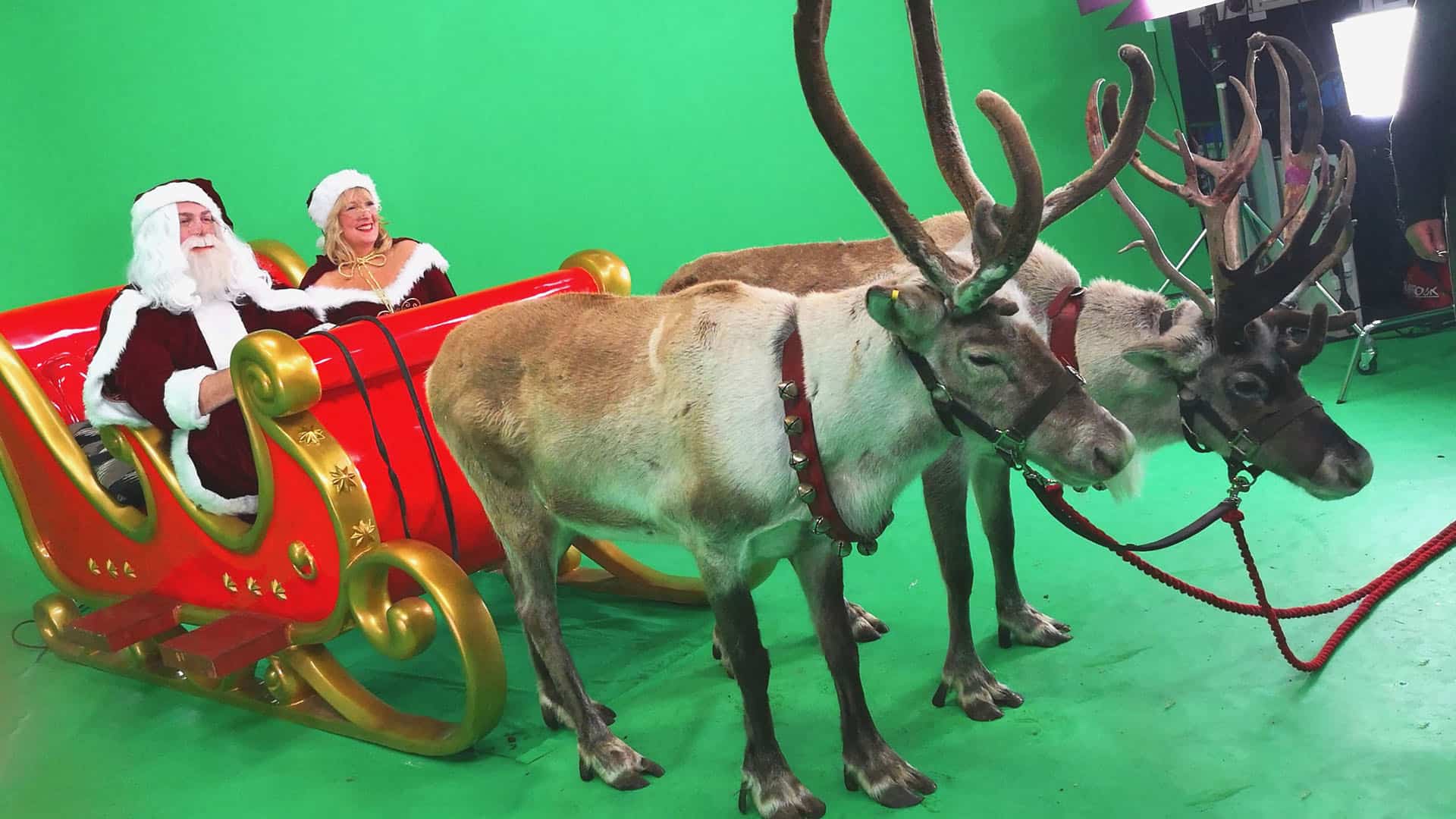 Reindeeer in the Leeds hire studio