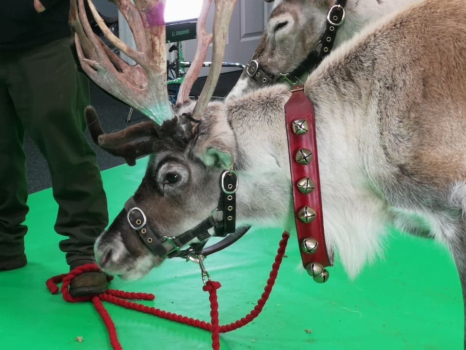 Animal-filming-at-Galleon-Studios