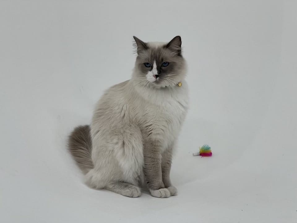 Cat-friendly-studio-Manchester