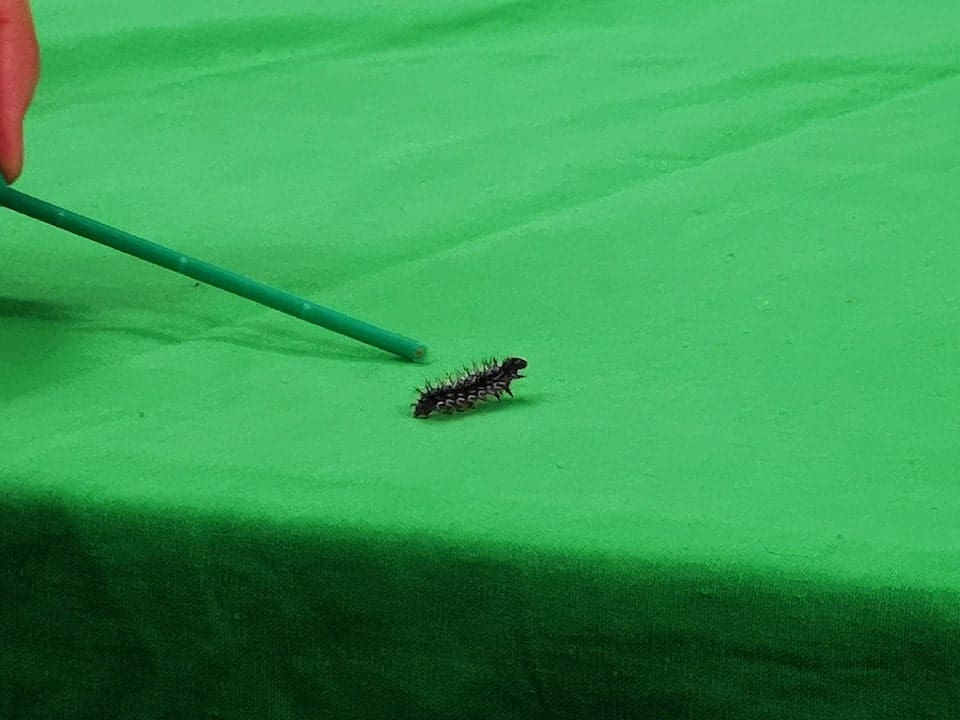 Caterpillars-At-Galleon-Studios