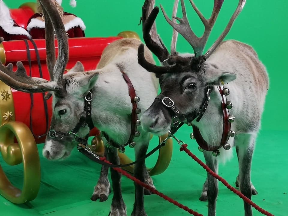 Pet Friendly Studios Manchester 2 Christmas Reindeer at Manchester studios