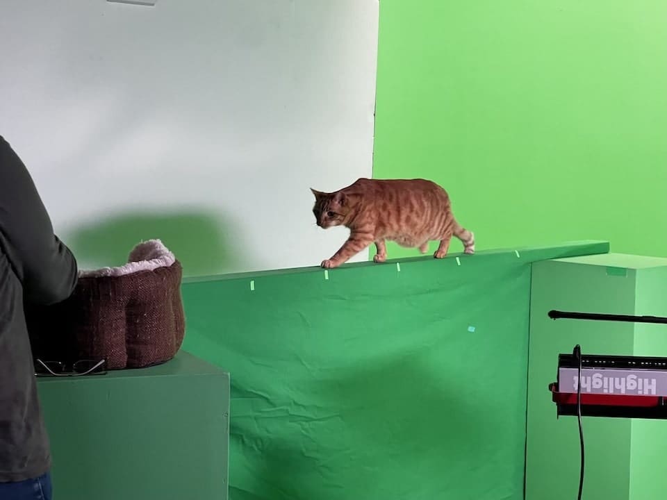 Green-screen-cat-for-Coronation-Street