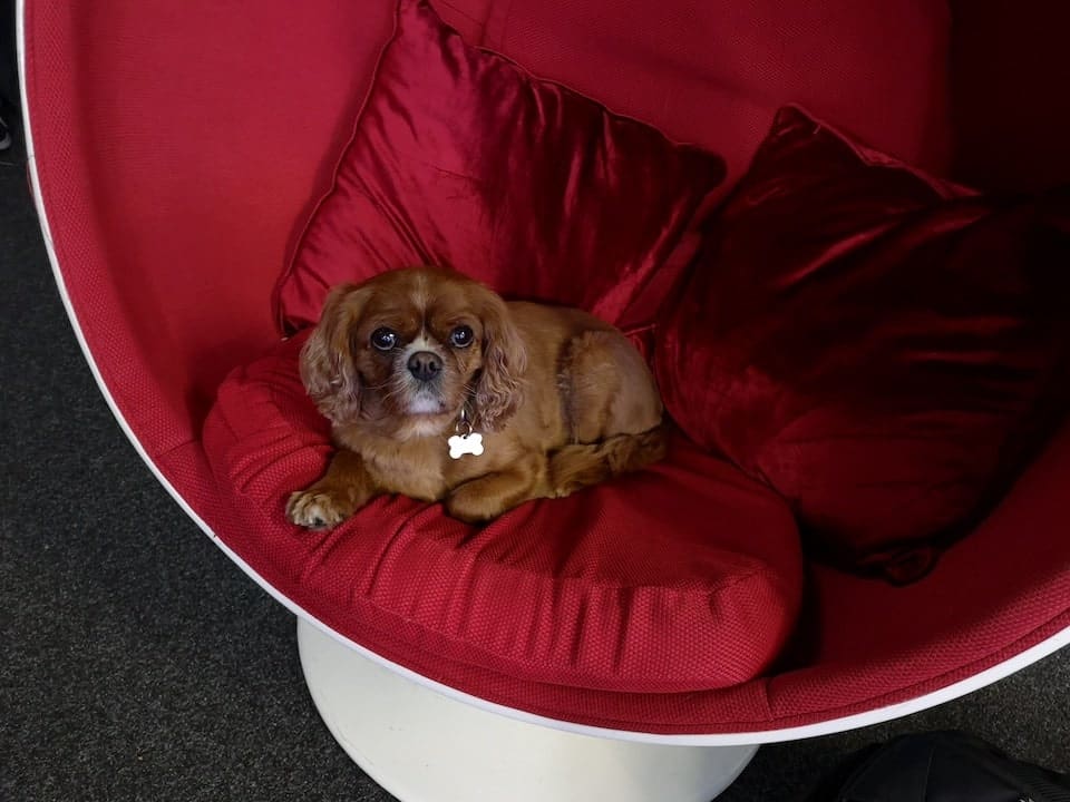 Pet Friendly Studios Manchester 1 Lilly The Dog at Galleon Studios