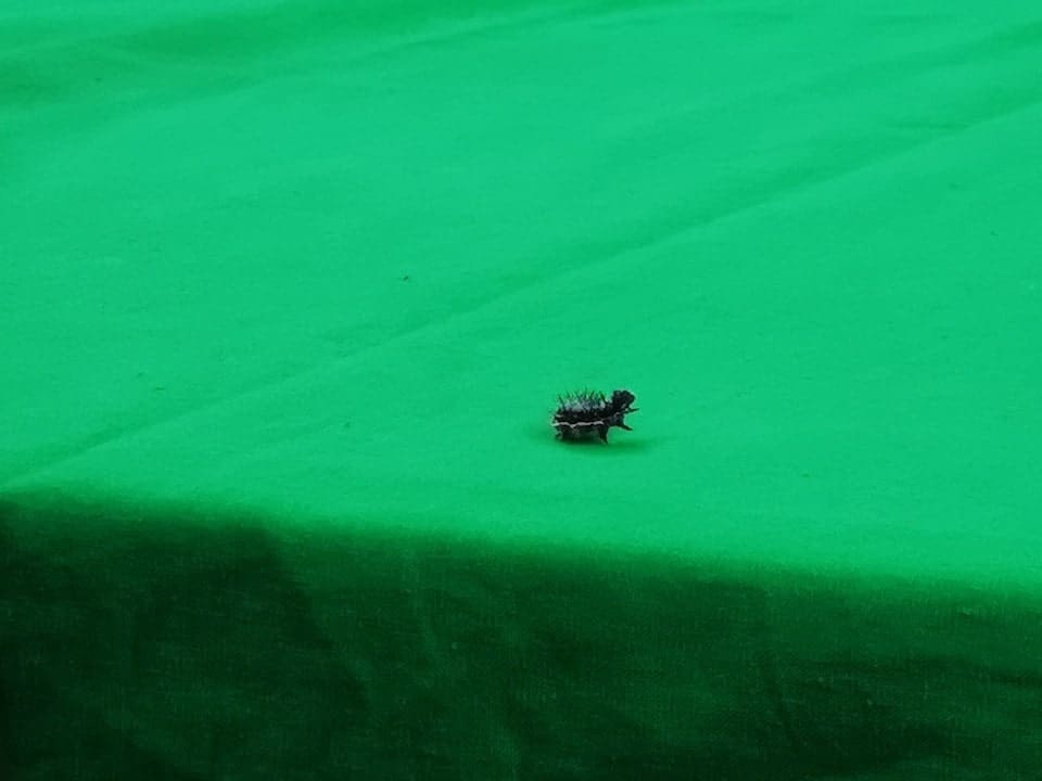 Tiny-caterpillar-on-green-screen-Manchester-studios