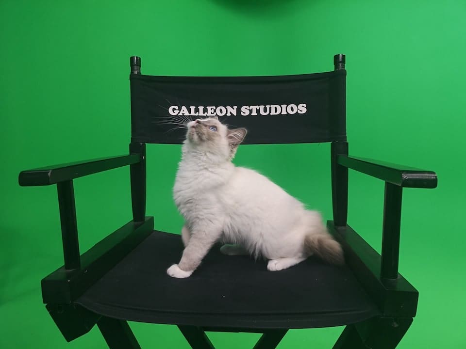 Zorro-The-Studio-Cat-at-Galleon-Studios