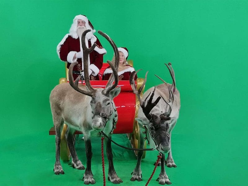 Reindeer At Galleon Studios