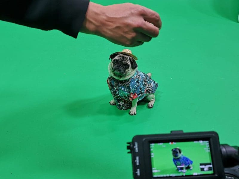 Dog in colourful outfit in the Manchester hire studio.